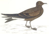 BIRDS. Leach's Petrel. (Morris) 1865 old antique vintage print picture
