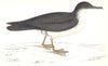BIRDS. Manx Shearwater. (Morris) 1865 old antique vintage print picture