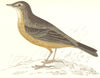 BIRDS. Rock Pipit (Morris) 1865 old antique vintage print picture