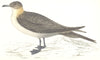 BIRDS. Richardson's Skua. (Morris) 1865 old antique vintage print picture