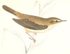 BIRDS. Reed Warbler. (Morris) 1865 old antique vintage print picture