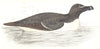 BIRDS. Razor Bill (Auk) (Morris) 1865 old antique vintage print picture