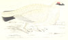 BIRDS. Ptarmigan. (Morris) 1865 old antique vintage print picture