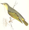 BIRDS. Wood Warbler. (Morris) 1865 old antique vintage print picture
