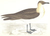 BIRDS. Pomerine Skua. (Morris) 1865 old antique vintage print picture