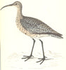 BIRDS. Whimbrel. (Morris) 1865 old antique vintage print picture