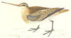 BIRDS. Snipe. (Morris) 1865 old antique vintage print picture