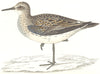BIRDS. Schinz's Sandpiper. (Morris) 1865 old antique vintage print picture