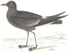 BIRDS. Wilson's Petrel. (Morris) 1865 old antique vintage print picture