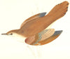 BIRDS. Rufous Sedge Warbler. Found in Europe. USA (Morris) 1865 old print