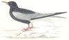 BIRDS. White Winged Black Tern. Found in Europe. Asia (Morris) 1865 old print