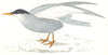 BIRDS. Whiskered Tern. Found in Europe. Africa. Asia (Morris) 1865 old print