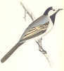 BIRDS. Wagtail White. Found in Europe. Malta. Corfu (Morris) 1865 old print