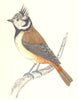 BIRDS. Tit Crested. Native of Europe. Crested Tit (Morris) 1865 old print
