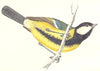 BIRDS. Tit Great Tit. Native of Europe. Africa (Morris) 1865 old antique print