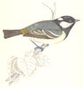 BIRDS. Tit Cole Tit. Native of Europe. America. Asia (Morris) 1865 old print