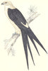BIRDS. Swallow Tailed Kite. Native of the Americas (Morris) 1865 old print