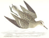 BIRDS. Temminck's Stint. Found in Europe. Africa. Asia (Morris) 1865 old print