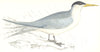 BIRDS. Swift Tern. Found in Europe. Africa (Morris) 1865 old antique print