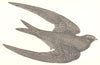 BIRDS. Swift (Brown) . Found in Europe. Africa Madeira (Morris) 1865 old print
