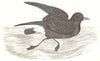 BIRDS. Stormy Petrel. Found in Europe. Africa. America (Morris) 1865 old print