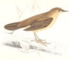 BIRDS. Savi's Warbler. Found in Europe. Africa. Egypt (Morris) 1865 old print