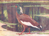 MADAGASCAR. Birds. Crested Ibis. (Madagascar) (Hutchinson) 1927 old print