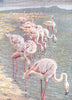 EUROPE. Birds. Flamingoes. (Mediterranean) (Hutchinson) 1927 old vintage print