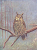 BIRDS. Long Eared Owl. (Britain) . By R. B. Lodge (Hutchinson) 1927 old print