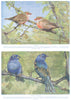 BIRDS. Waxbills and Indigo Finches (Hutchinson) 1927 old vintage print picture