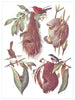 BIRDS. Wonderful birds nests. Sunbird. Tailor- bird. (Hutchinson) 1927 print