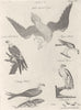 FALCONS.White headed Eagle;Swallow Paild,Pigeon,fishing Hawk;Iceland Falcon 1798