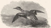 BIRDS. Teal (Male Duck) . By A Cooper RA 1831 old antique print picture