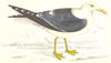 BIRDS. Lesser Black Backed Gull. found in Europe. Asia (Morris) 1865 old print