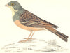 BIRDS. Ortolan. Found in Europe. Asia. East Indies (Morris) 1865 old print