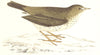 BIRDS. Meadow Pipit. Origianal Colour. Europe. Asia. Africa (Morris) 1865