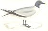 BIRDS. Sabine's Gull. Found in Europe. USA (Morris) 1865 old antique print