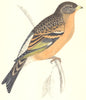 BIRDS. Mountain Finch. Found in Europe. Asia. Japan (Morris) 1865 old print