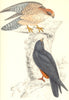 BIRDS. Orange legged Hobby. Native of Europe (Morris) 1865 old antique print