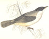 BIRDS. Orphean Warbler. Found in Europe. Esp. Italy (Morris) 1865 old print