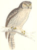 BIRDS. Hawk Owl or Canada Owl. c. Native of Americas. Europe (Morris) 1865