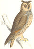 BIRDS. Owl Long Eared. Native of many lands. Long- Eared Owl (Morris) 1865