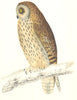 BIRDS. Owl Short Eared. Native of Europe. Americas (Morris) 1865 old print