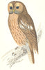 BIRDS. Owl Tawny. Native of Europe. Japan. Middle east (Morris) 1865 old print