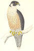 BIRDS. Peregrine. Native of Americans. Europe. Australia (Morris) 1865 print