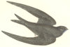 GARDEN BIRDS. Swift (Green) (Morris) 1896 old antique vintage print picture