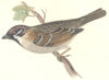 GARDEN BIRDS. Tree Sparrow (Morris) 1896 old antique vintage print picture