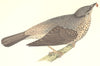 GARDEN BIRDS. Missel Thrush (Morris) 1896 old antique vintage print picture