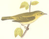 GARDEN BIRDS. Chiff Chaff (Green) (Morris) 1896 old antique print picture