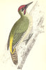 WOODPECKERS. Green Woodpecker (Morris) 1880 old antique vintage print picture